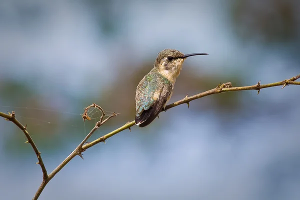 Zár megjelöl szemcsésedik-ból kis kolibri ül egy fa ága. Manabi, Ecuador — Stock Fotó