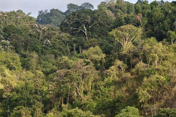 Hermoso paisaje de un bosque de árboles ceibo en Manabí, Ecuador — Foto de Stock