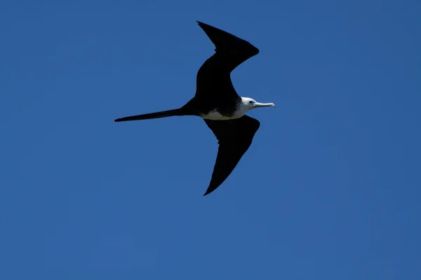 Ave-fragata fêmea voando em torno do Parque Nacional de Machalilla, Equador — Fotografia de Stock