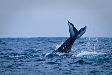 Beautiful humpback whales in the coast of Ecuador clipart