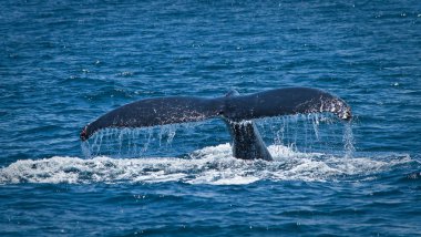 Beautiful humpback whales in the coast of Ecuador clipart