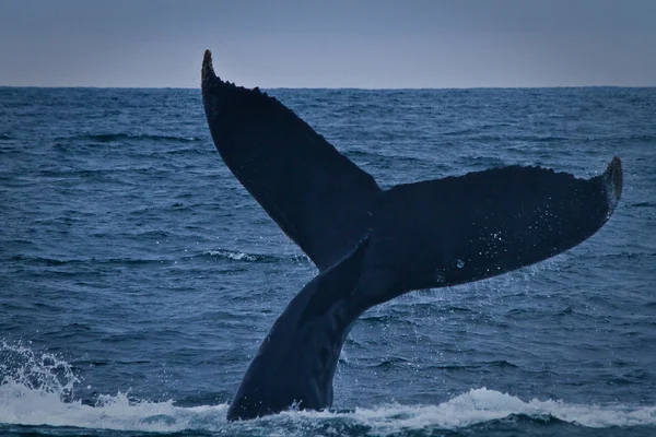 Ecuadorban coast gyönyörű Hosszúszárnyú bálna — Stock Fotó