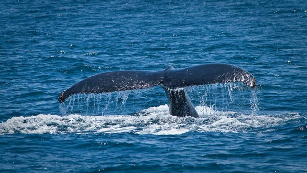 Красивые горбатые киты на побережье Эквадора — стоковое фото
