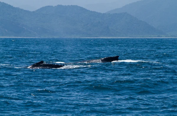 Hermosas ballenas jorobadas en la costa de Ecuador — Foto de Stock