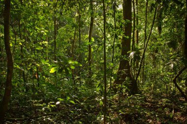 Yağmur ormanlarında doğa, Yasuni Milli Parkı, Ecuador