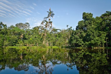 Beautiful landscape of nature reflected in amazon rainforest river, Yasuni National Park, Ecuador