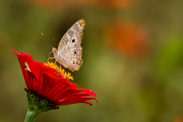 Gros plan du papillon sur la fleur de la forêt tropicale, Équateur — Photo