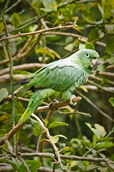 Hermoso loro verde en la selva tropical, Parque Nacional Yasuní, Ecuador —  Fotos de Stock