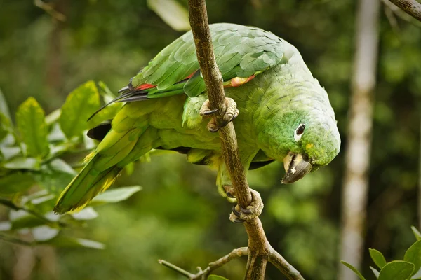 Piękna Zielona papuga w lesie deszczowym, Park Narodowy Yasuni, Ekwador — Zdjęcie stockowe