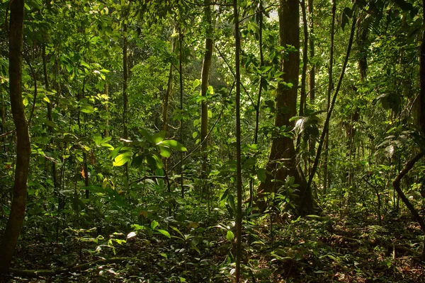 Foresta pluviale naturale, Parco nazionale di Yasuni, Ecuador — Foto Stock