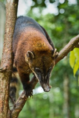 Coati amazon yağmur ormanlarında, Yasuni Milli Parkı, Ecuador