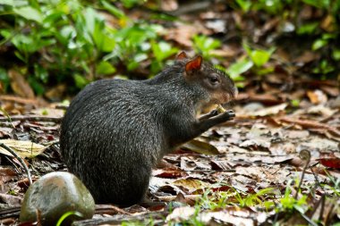 Rodent in amazon rainforest, Yasuni National Park, Ecuador clipart