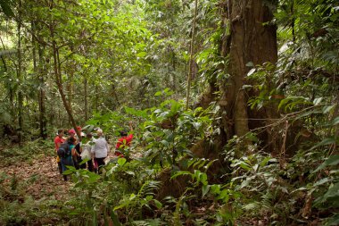 Kimliği belirsiz turist Yasuni Milli Parkı, Ekvador amazon yağmur ormanlarında trekking turu