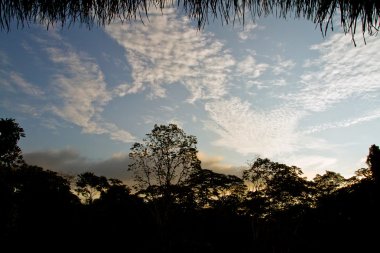 Silhouette of trees in the amazon rainforest against blue sky, Yasuni National Park, Ecuador clipart