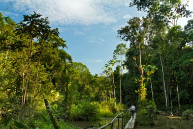 Unidentified tourist walking through the amazon rainforest, Yasuni National Park, Ecuador clipart