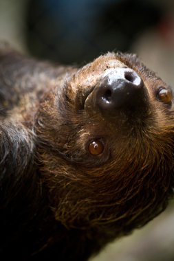 İki parmaklı tembel hayvan amazon yağmur ormanları, Yasuni Milli Parkı, Ecuador