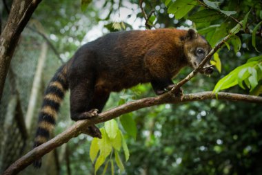 Coati amazon yağmur ormanlarında, Yasuni Milli Parkı, Ecuador