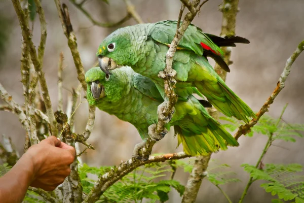 Belos papagaios verdes na floresta tropical, Parque Nacional Yasuni, Equador — Fotografia de Stock