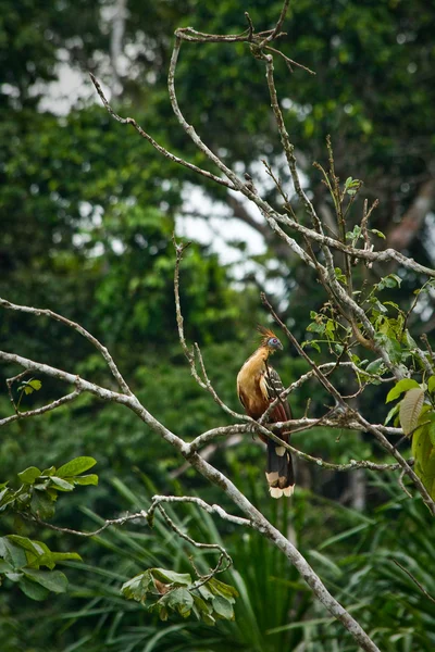 Hoatzin bird i Amazonas regnskog, Yasuni nationalpark, Ecuador — Stockfoto