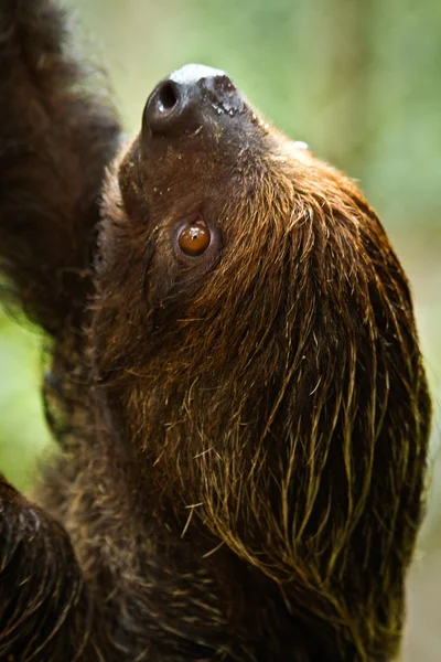 İki parmaklı tembel hayvan amazon yağmur ormanları, Yasuni Milli Parkı, Ecuador — Stok fotoğraf