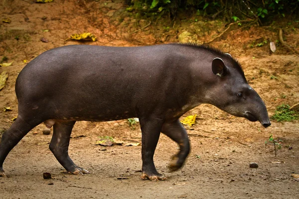 Tapir w Amazonii, Park Narodowy Yasuni, Ekwador — Zdjęcie stockowe