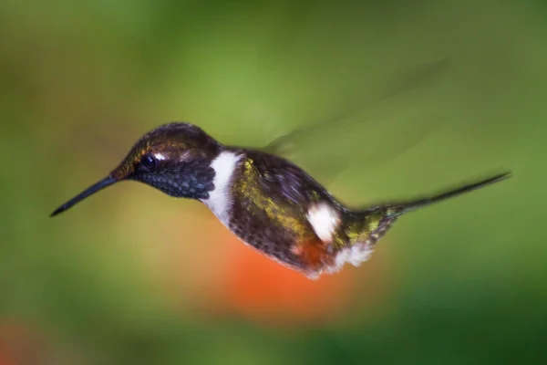 Hummingbird porträtt i Amazonas regnskog, Yasuni nationalpark, Ecuador — Stockfoto