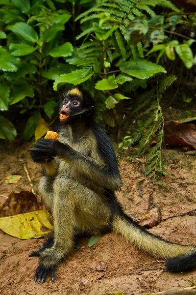 Beyaz yalanladılar örümcek maymun amazon yağmur ormanlarında, Yasuni Milli Parkı, Ecuador — Stok fotoğraf