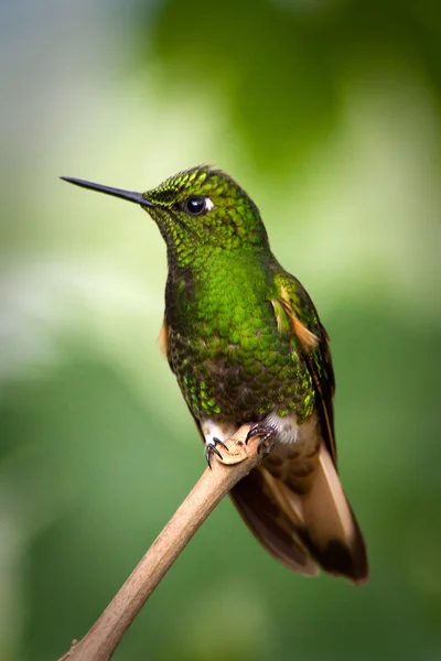 Kolibri portré az Amazonas-esőerdő, Yasuni Nemzeti Park, Ecuador — Stock Fotó