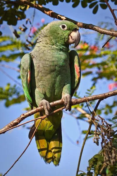 Hermoso loro verde en la selva tropical, Parque Nacional Yasuní, Ecuador —  Fotos de Stock