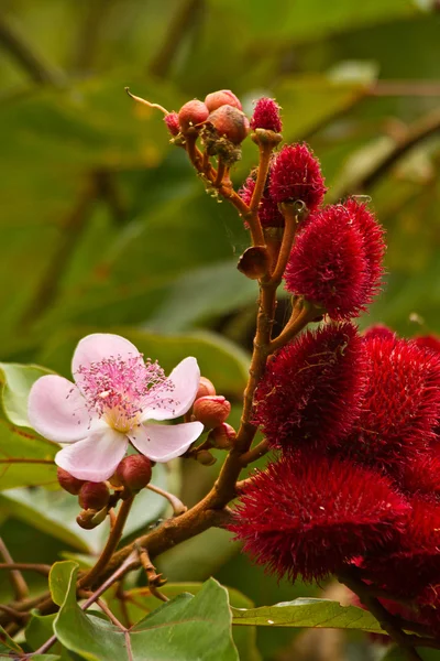 Annato, lippenstift boom in het Amazone-regenwoud, Yasuni Nationaal Park, Ecuador — Stockfoto