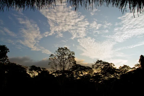 Silhueta de árvores na floresta amazônica contra o céu azul, Parque Nacional Yasuni, Equador — Fotografia de Stock
