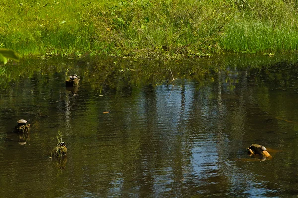 Tortugas en selva amazónica, Parque Nacional Yasuní, Ecuador — Foto de Stock