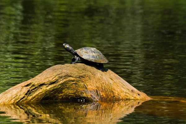 Close up shot of turtles in amazon rainforest, Yasuni National Park, Ecuador — Stock Photo, Image