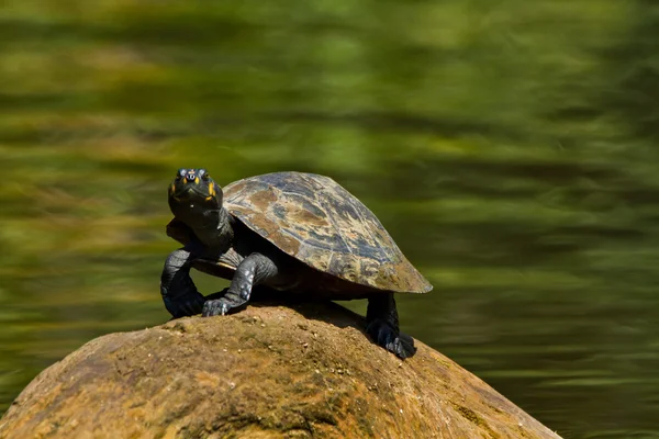 Gros plan sur les tortues de la forêt amazonienne, parc national de Yasuni, Équateur — Photo