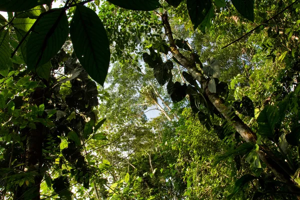 Prachtige groene landschap in het Amazone-regenwoud, Yasuni Nationaal Park, Ecuador — Stockfoto