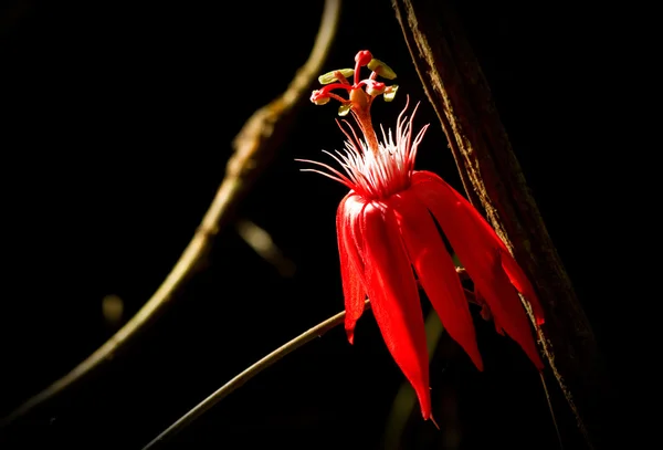 Nära upp skott av röd blomma från Amazonas regnskog, Ecuador — Stockfoto