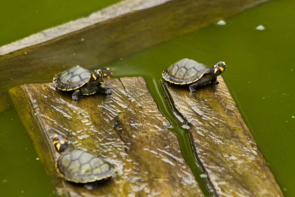 Sköldpaddor i Amazonas regnskog, Yasuni nationalpark, Ecuador — Stockfoto