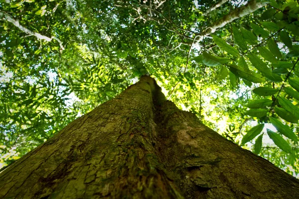 Amazon yağmur ormanları, Yasuni Milli Parkı, Ekvator içinde ağaç düşük açılı görünüş — Stok fotoğraf