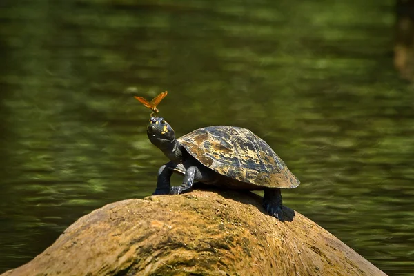 Turtle in amazon rainforest, Yasuni National Park, Ecuador Royalty Free Stock Images