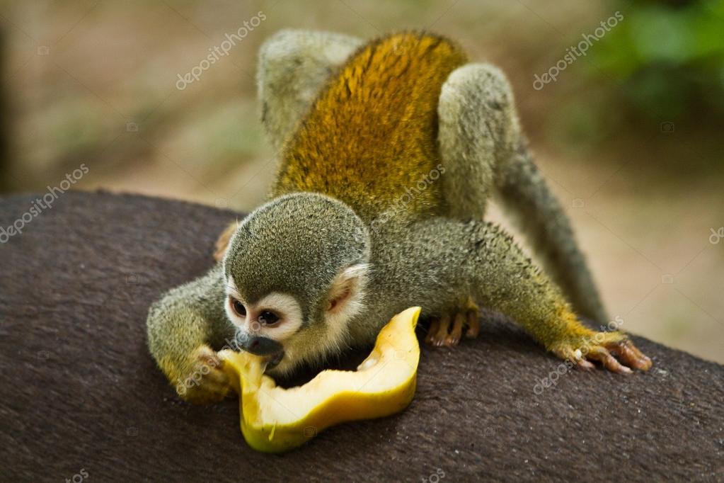 Squirrel monkey in amazon rainforest, Yasuni National Park, Ecuador