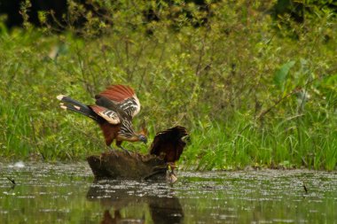 Tepeli kuş amazon yağmur ormanlarında, Yasuni Milli Parkı, Ecuador