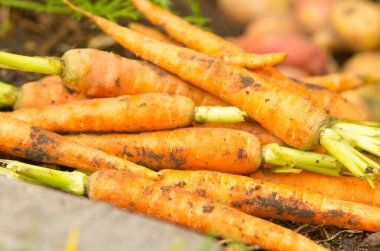 Carrots and potatoes in a pile