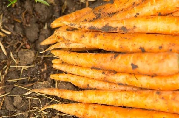 Carrots in a pile — Stock Photo, Image