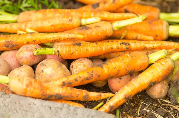 Carrots and potatoes in a pile — Stock fotografie