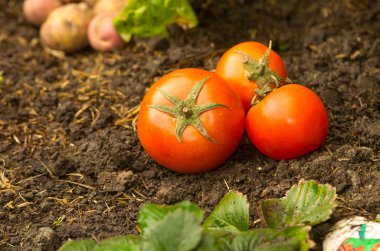 Tomatoes lying naturally on ground