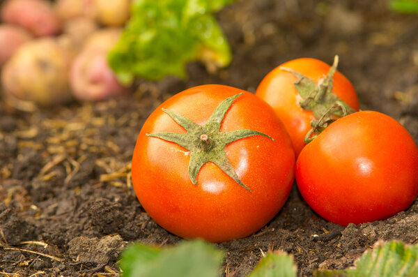 Tomatoes lying naturally on soil ground