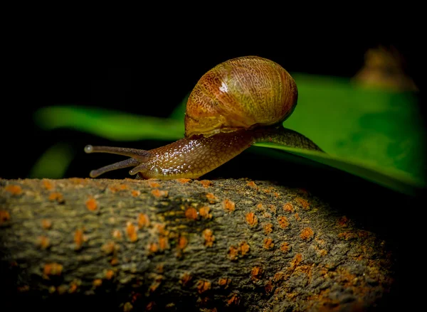 暗い色のカタツムリが木製の表面に緑の植物から跳躍の偉大なクローズ アップ — ストック写真