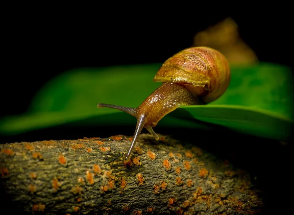 Closeup šnek na cestách odhalil velké detaily v přírodním prostředí — Stock fotografie