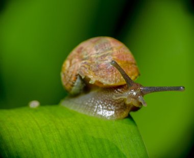 snail in nature sitting still on green plant