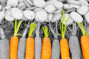 Line of organic carrots with every other in black and white, shot from above angle